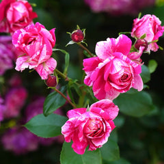 Ines Sastre rose