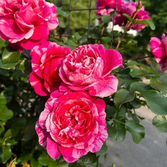 Ines Sastre rose