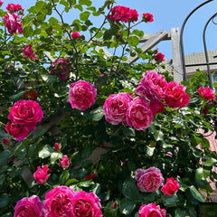 Ines Sastre rose