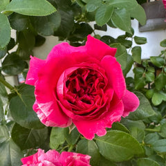 Ines Sastre rose