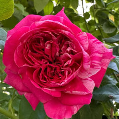 Ines Sastre rose