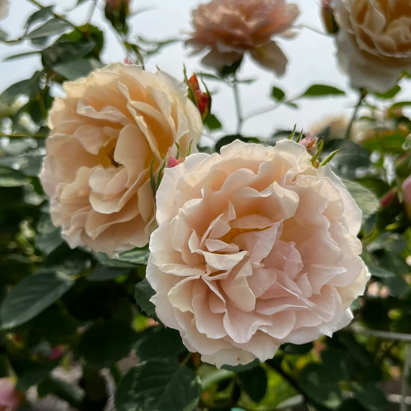 Iori Rose Plant