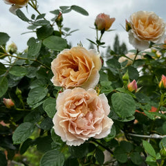 Iori Rose Plant