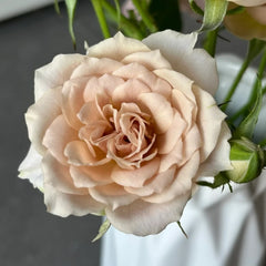 Iori Rose Plant