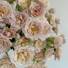Iori Rose Plant