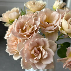 Iori Rose Plant