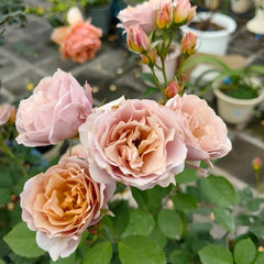 Iori Rose Plant