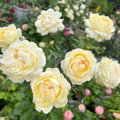 Ivory Yves Piaget Rose Plant – Elegant Blooms for Your Garden