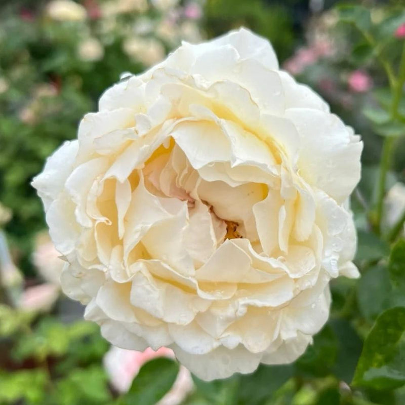 Ivory Yves Piaget Rose Plant – Elegant Blooms for Your Garden