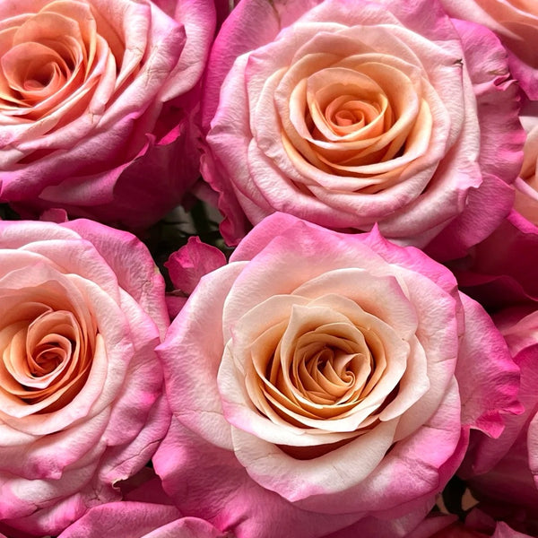 Jabulani Rose Plant｜贾布鲁尼 – Rose_Explosion
