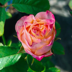 Jabulani Rose Plant