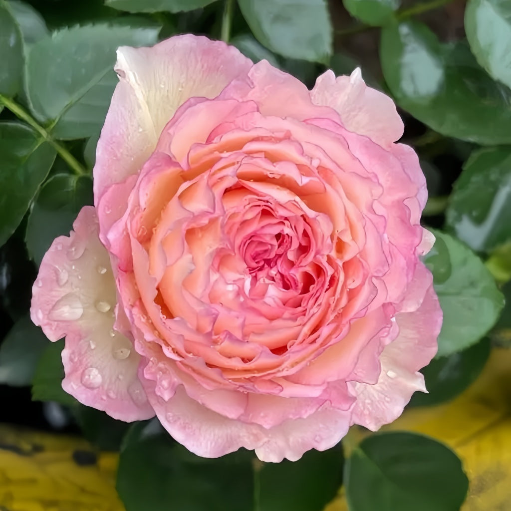 jade rose plant Jade Bowl Lace Rose Plant|玉碗纱 – Rose_Explosion