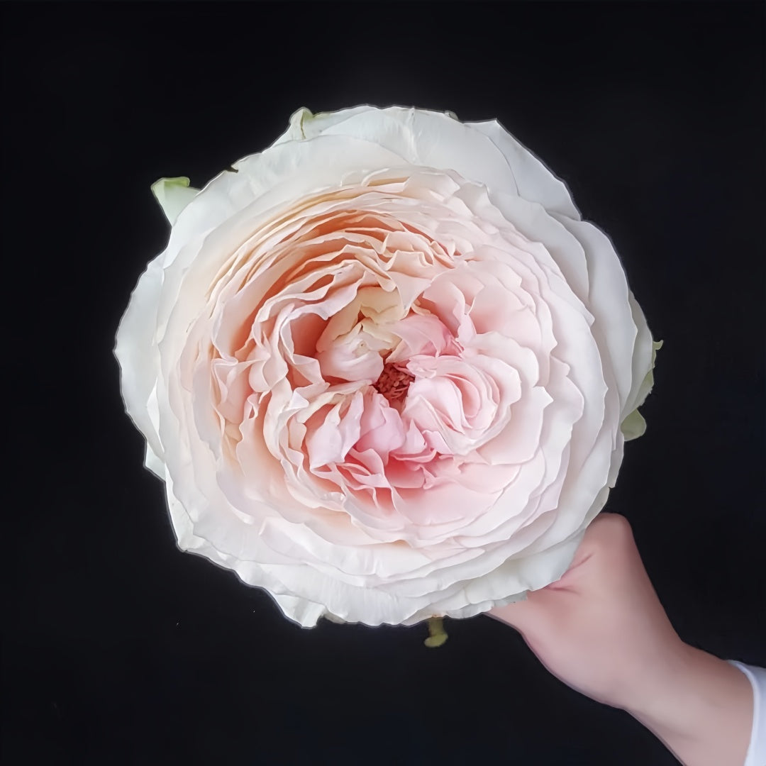 rose jade plant Jade Platform Rose Plant|翡翠台 – Rose_Explosion