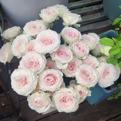Jade Platform Rose Plant