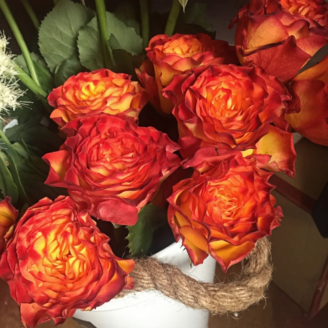 Jameson Roses Jamaica Rose Plant|牙马加 – Rose_Explosion