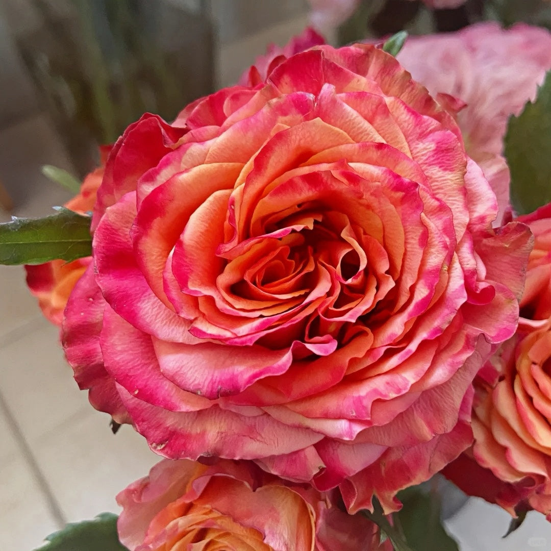 Jameson Roses Jamaica Rose Plant|牙马加 – Rose_Explosion