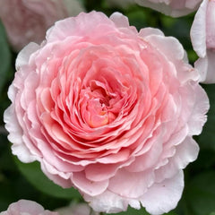 James Galway Rose Plant – Stunning Blooms for Your Garden