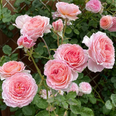 James Galway Rose Plant – Stunning Blooms for Your Garden