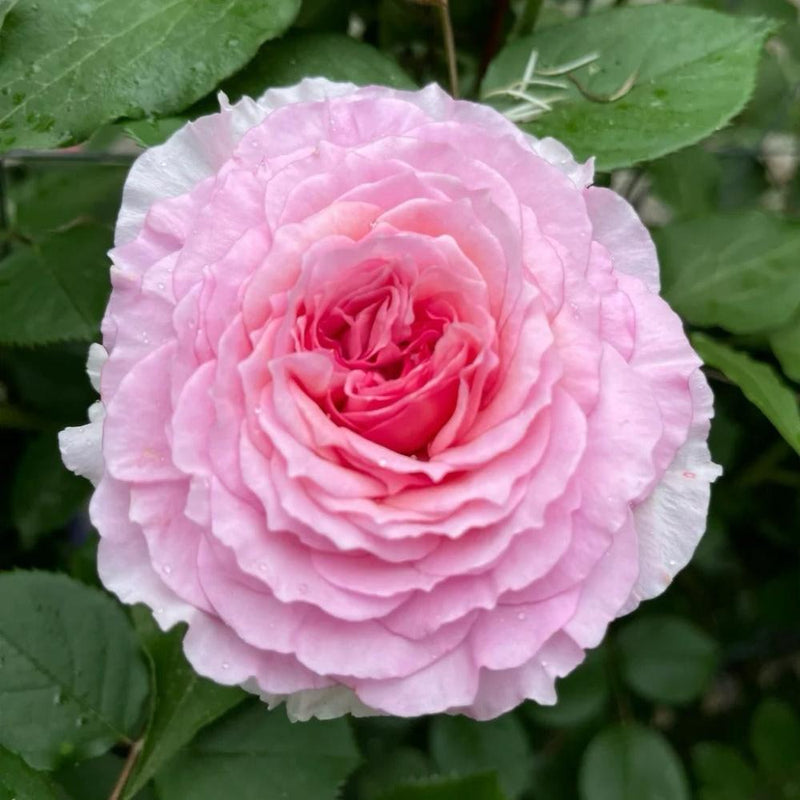 James Galway Rose Plant – Stunning Blooms for Your Garden