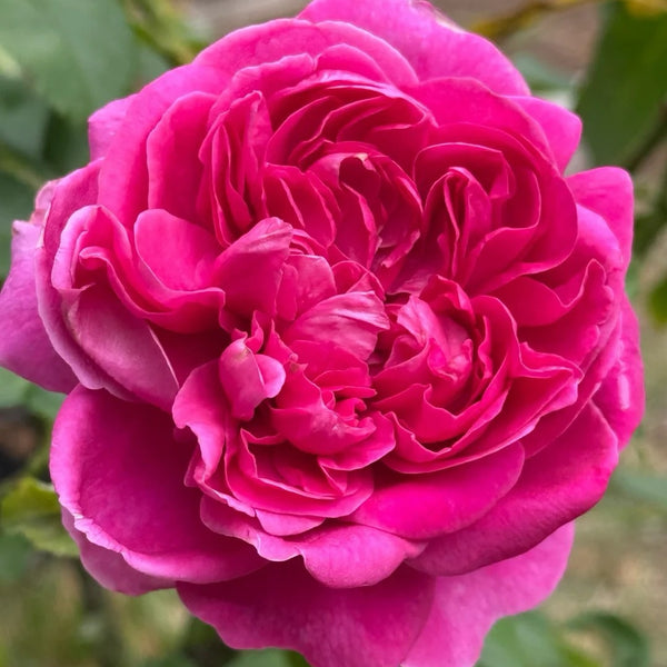 James L.Austin Rose Plant
