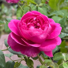 James L.Austin Rose Plant