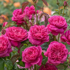 James L.Austin Rose Plant