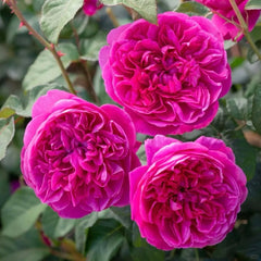 James L.Austin Rose Plant