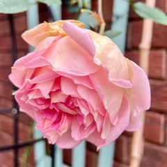 Janet Rose Plant