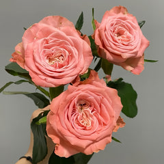 Janina Rose Plant|佳妮娜