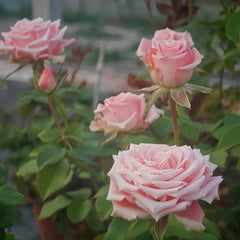 Janina Rose Plant|佳妮娜