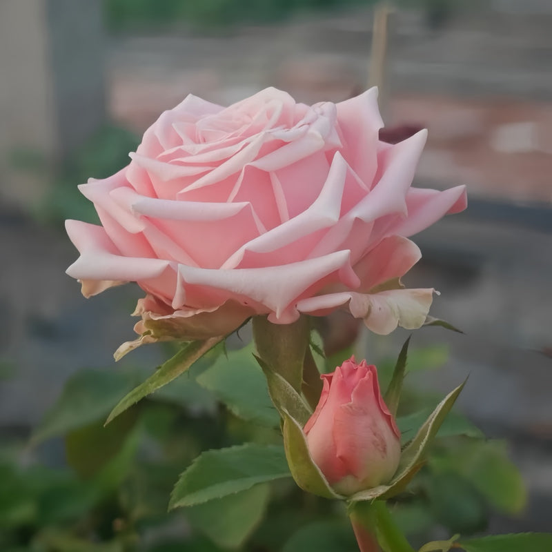 Janina Rose Plant|佳妮娜