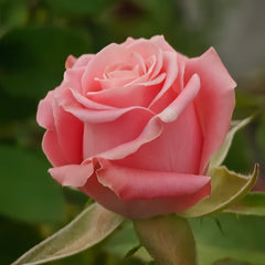 Janina Rose Plant|佳妮娜