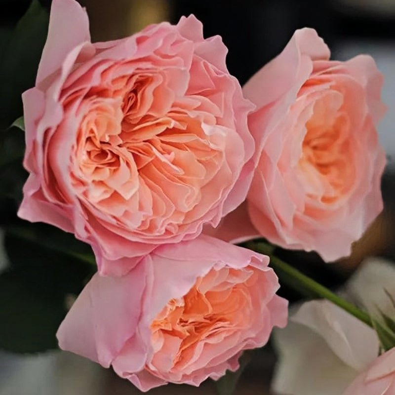 Sensei Roses SEN Rose Plant|千 – Rose_Explosion