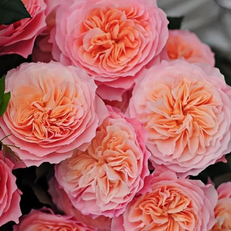 Sensei Roses SEN Rose Plant|千 – Rose_Explosion