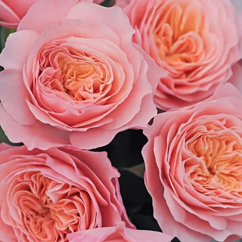 Sensei Roses SEN Rose Plant|千 – Rose_Explosion