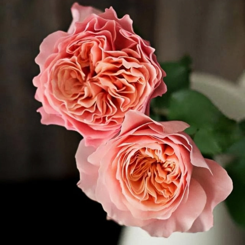 Sensei Roses SEN Rose Plant|千 – Rose_Explosion