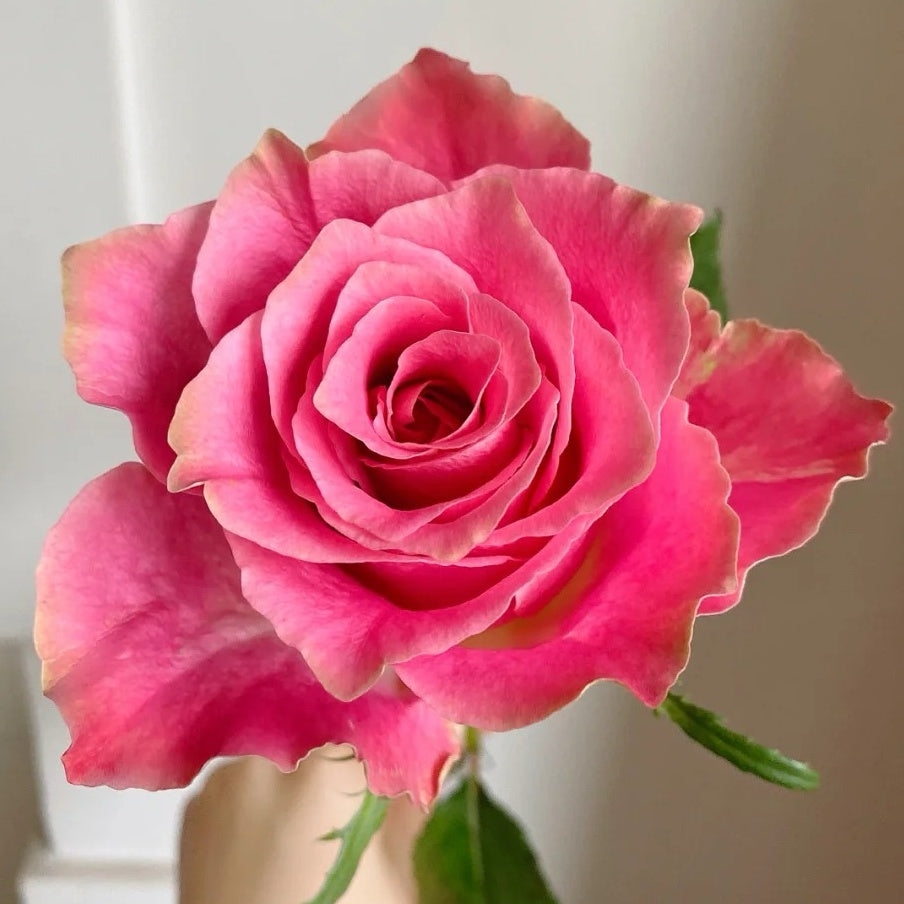 Japanese Tea Roses Japanese Tale Rose Plant | Pink Retro Hue & Easy to Grow – Rose_Explosion