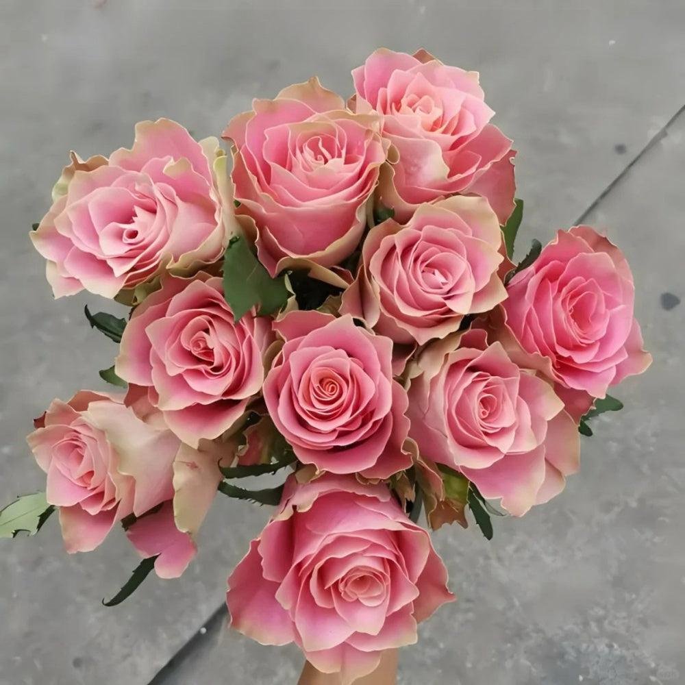 Japanese Tea Roses Japanese Tale Rose Plant | Pink Retro Hue & Easy to Grow – Rose_Explosion