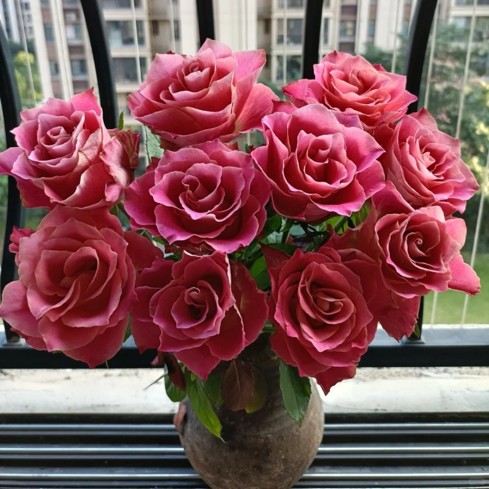 Japanese Tea Roses Japanese Tale Rose Plant | Pink Retro Hue & Easy to Grow – Rose_Explosion