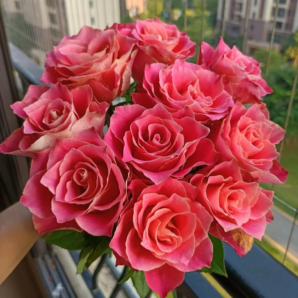 Japanese Tea Roses Japanese Tale Rose Plant | Pink Retro Hue & Easy to Grow – Rose_Explosion