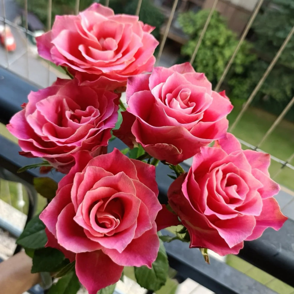 Japanese Tea Roses Japanese Tale Rose Plant | Pink Retro Hue & Easy to Grow – Rose_Explosion