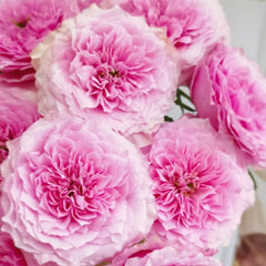 Jardin Parfumen Amoureuse Rose