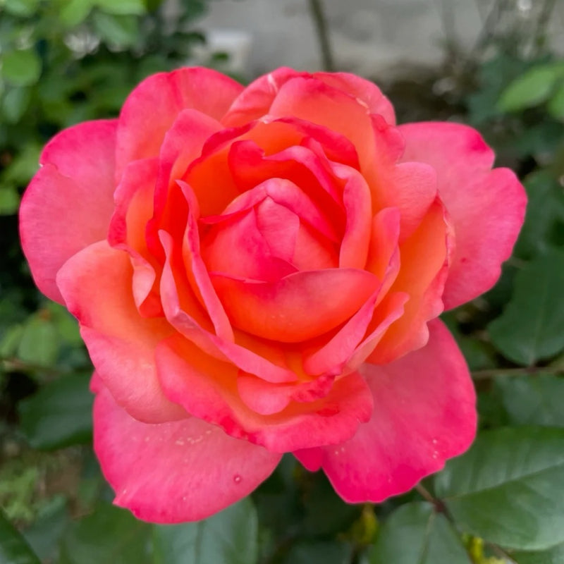 Jazz Festival Rose Plant