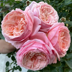 Jean de la Fontaine Rose Plant