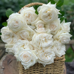 Jeanne Moreau Rose Plant – Captivating Blooms for Your Garden