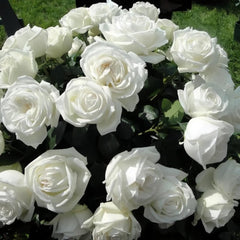 Jeanne Moreau Rose Plant – Captivating Blooms for Your Garden