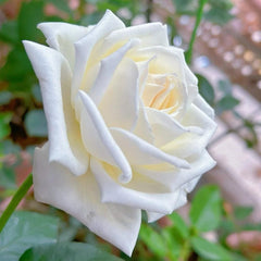 Jeanne Moreau Rose Plant – Captivating Blooms for Your Garden