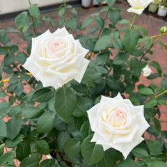 Jeanne Moreau Rose Plant – Captivating Blooms for Your Garden