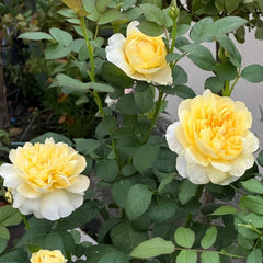 Jeanne d’Arc Rose: A Symbol of Elegance and Resilience