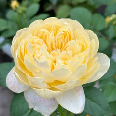 Jeanne d’Arc Rose: A Symbol of Elegance and Resilience